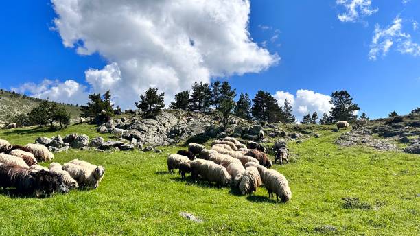 istock Sheeps in the highland 1617600382
