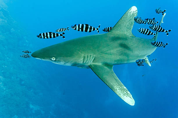 White Tip shark on the blue background stock photo