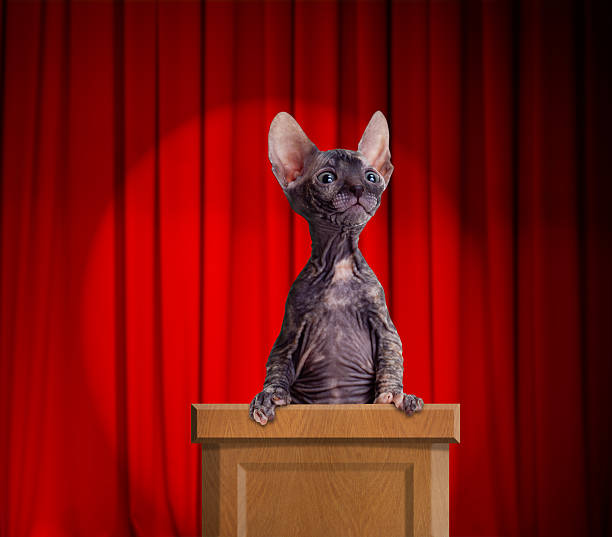 Funny hairless cat standing on rostrum for a speech