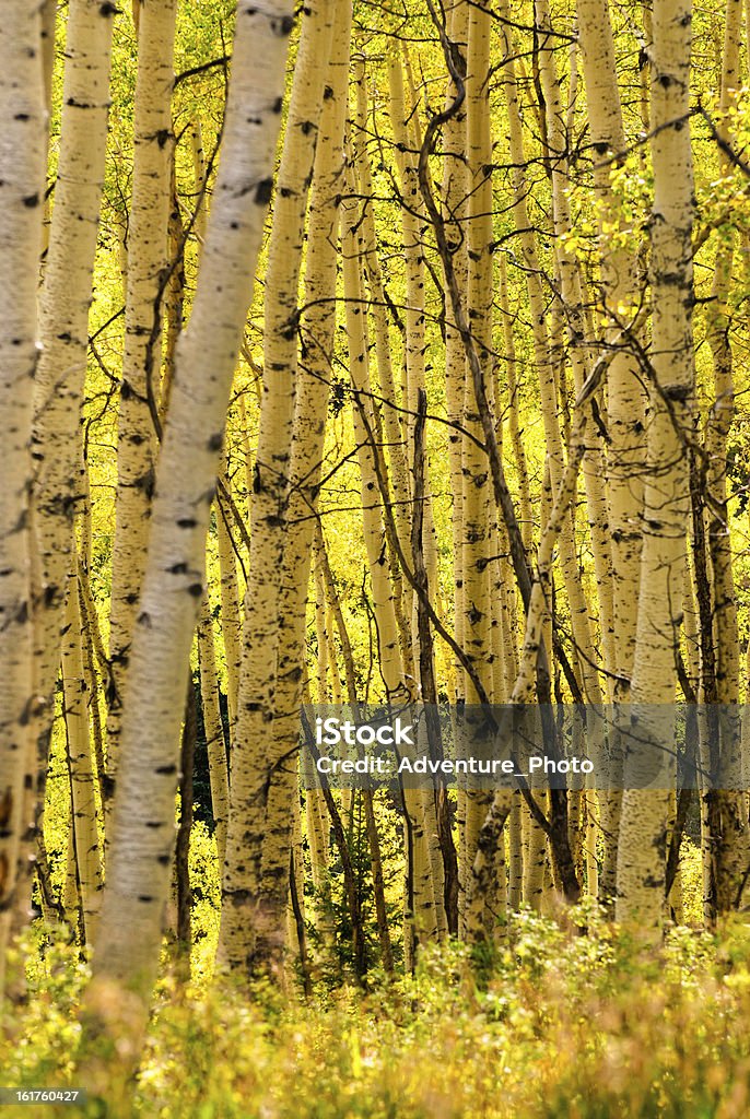 Autunno pioppi colori autunnali - Foto stock royalty-free di Albero