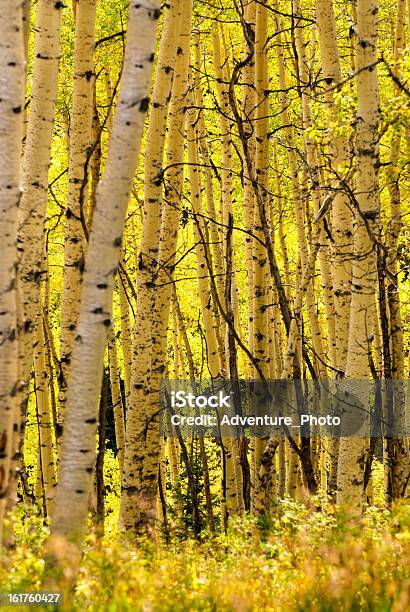 Autunno Pioppi Colori Autunnali - Fotografie stock e altre immagini di Albero - Albero, Ambientazione esterna, Aspen - Colorado