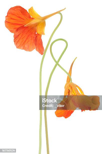 Photo libre de droit de Capucine banque d'images et plus d'images libres de droit de Capucine - Capucine, Orange - Couleur, Bouquet de fleurs