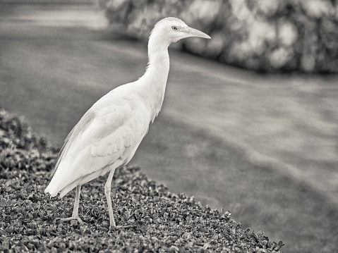 Egret bird foraging on the Hawaiian Island of Maui