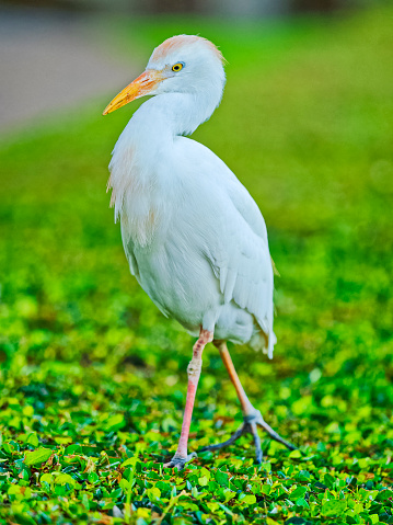 Oriental white ibis bird on grass