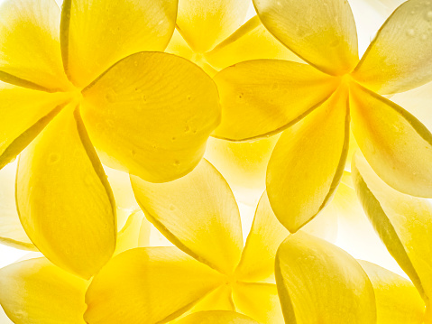 Plumeria flower arrangement on Maui