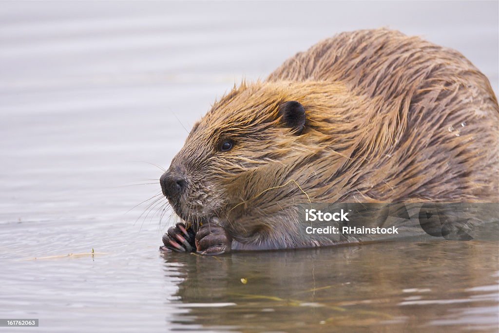 beaver ruhen im flachen Wasser - Lizenzfrei Biber Stock-Foto