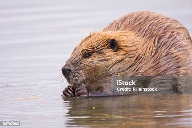 Beaver Ruhen Im Flachen Wasser Stockfoto und mehr Bilder von Biber - Biber, Essen - Mund benutzen, Fotografie