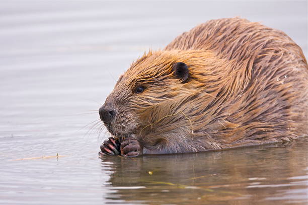 istock beaver resting in shallow water 161762063