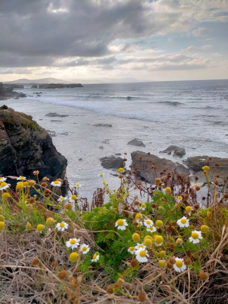 istock flowers near the Cantabrian sea 1617624933
