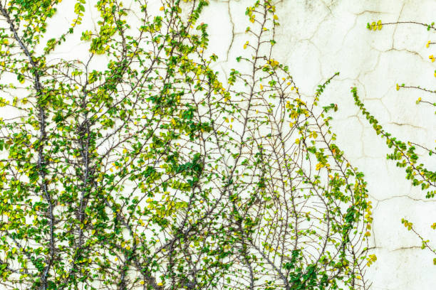 istock Architecture background and green leaf Ivy , copy space 1617639519