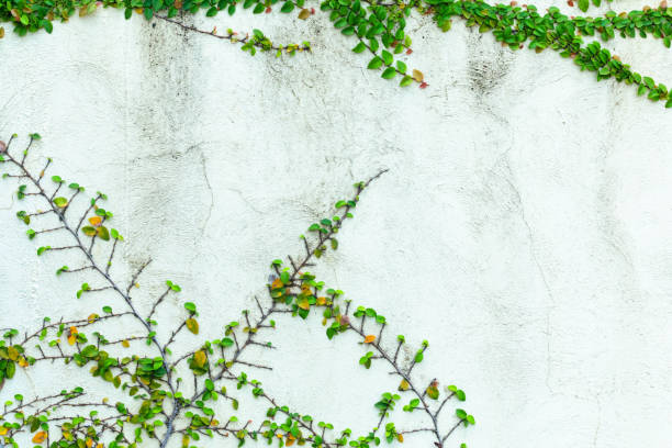 istock Architecture background and green leaf Ivy , copy space 1617639529
