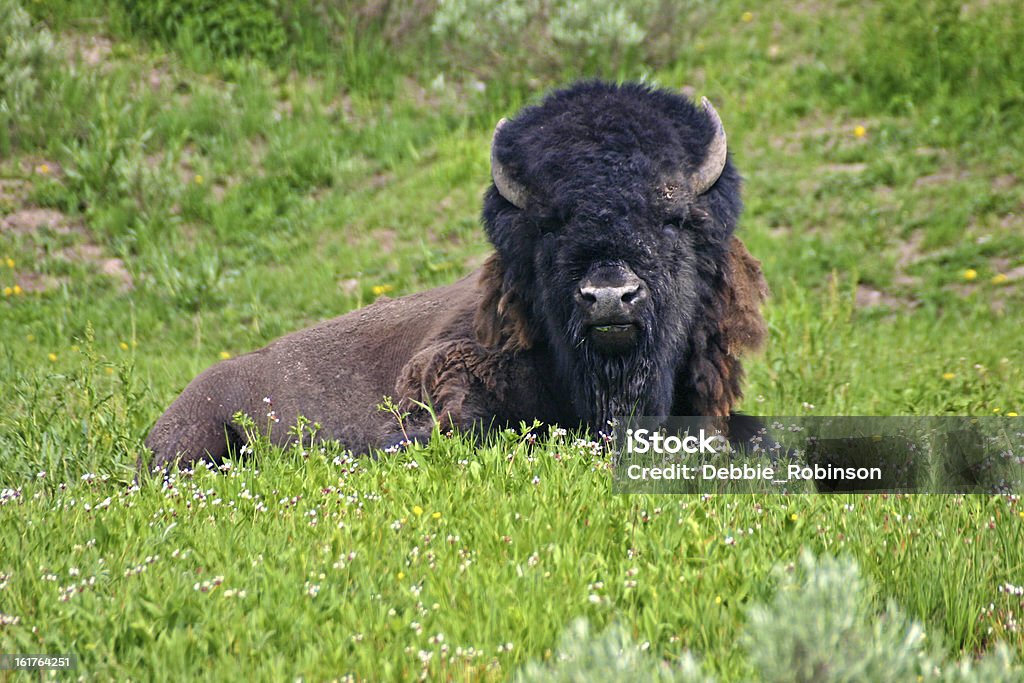 Buffalo - Foto de stock de Acostado libre de derechos