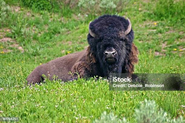Buffalo Foto de stock y más banco de imágenes de Acostado - Acostado, Aire libre, Animal