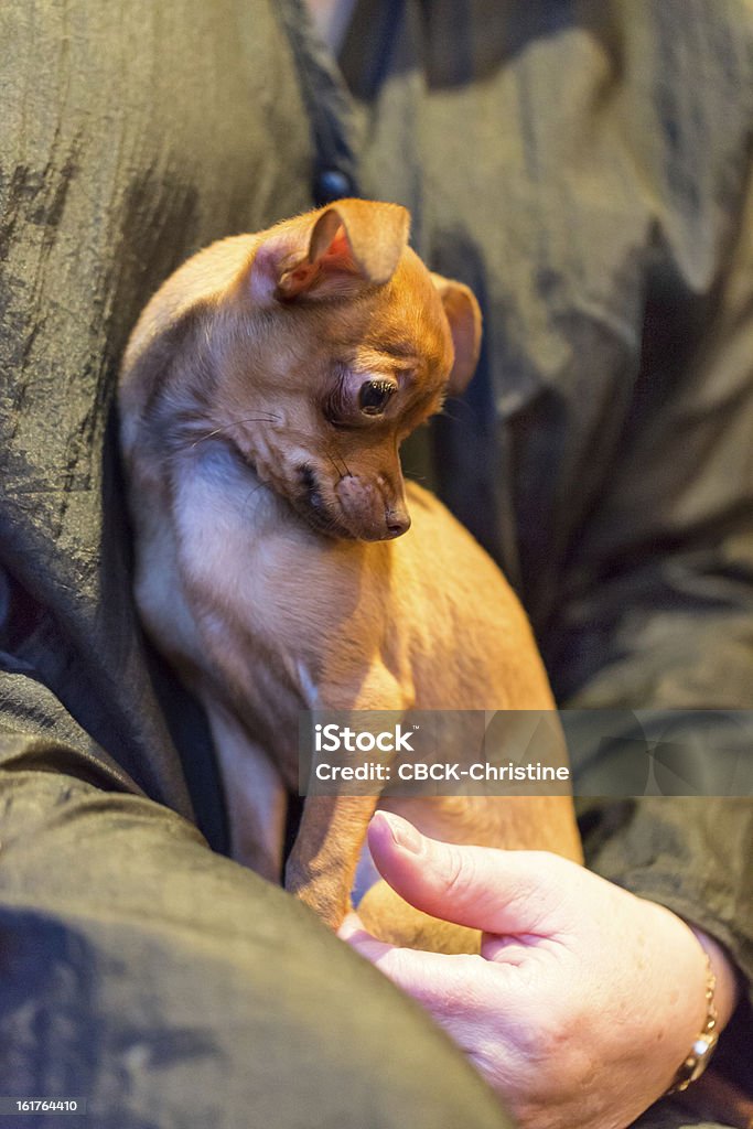 Chihuahua Welpe - Lizenzfrei Blick nach unten Stock-Foto