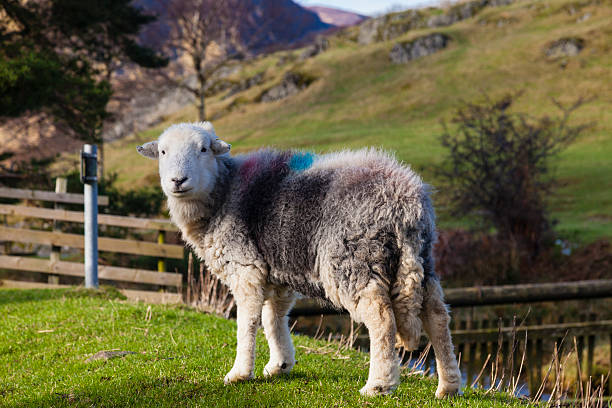 herdwick 羊 - herdwick sheep ストックフォトと画像