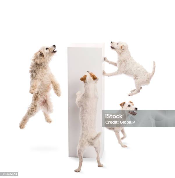 Salto De Perros Y Mirando En Pedestal Contra Fondo Blanco Foto de stock y más banco de imágenes de Perro