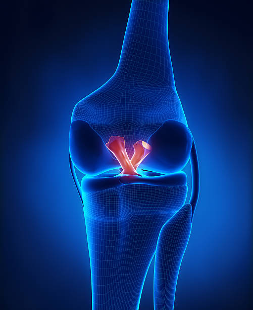 istock Anterior and Posterior Cruciate Ligament 161766821