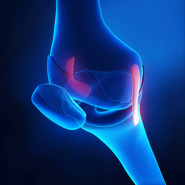 istock Knee ligaments anatomy 161766903