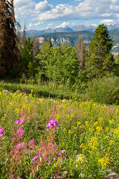 istock Pink Fireweed Flowers Scenic Landscape 161767121