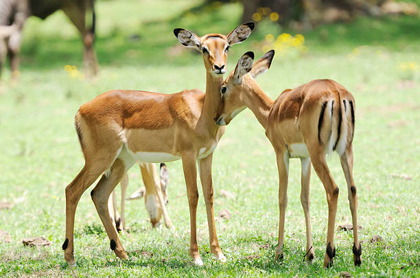 インパラ antelopes 雌 - インパラ ストックフォトと画像