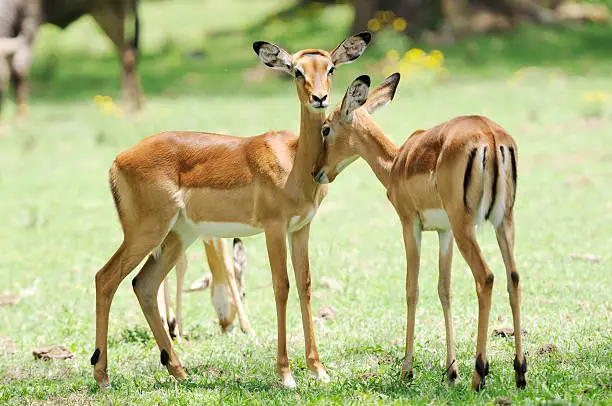 Photo of Female impala antelopes