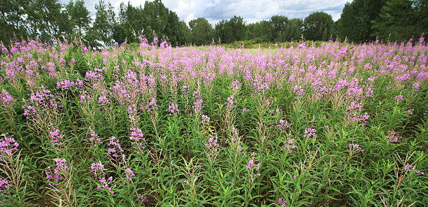 istock Flowers of the field 161767741