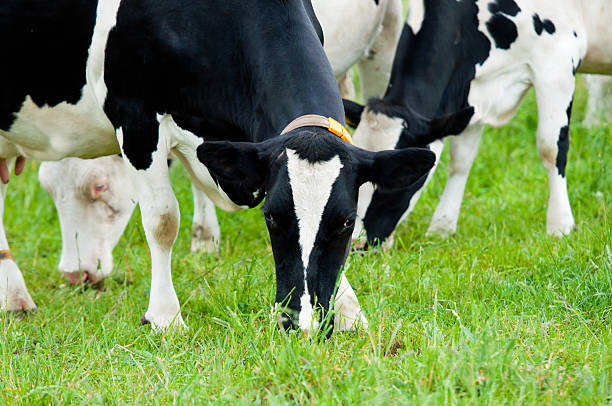 istock herd of cows in the pasture 161767855