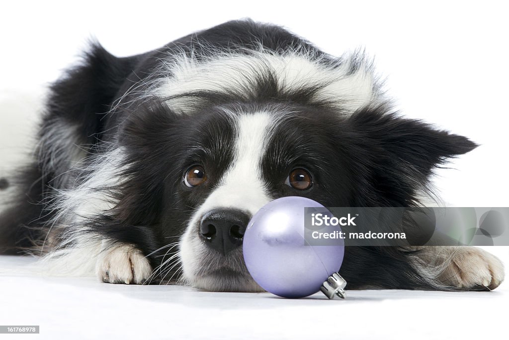 Border collie z Boże Narodzenie ball - Zbiór zdjęć royalty-free (Bez ludzi)