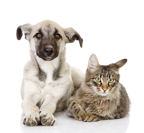 istock A dog and cat lie next to each other 161769051