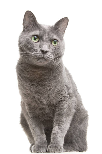 istock russian blue cat with green eyes sitting on isolated white 161769249