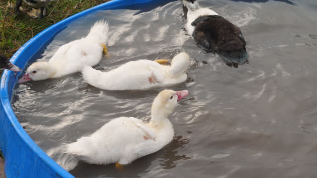 close-up domestic ducks drink water and swim in an aviary in the pool at the ranch. poultry farming, duck farming. livestock and poultry