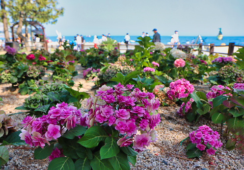 hydrangea suguk flower blooming in haeundae beach, Dongbaek island, Busan, South Korea, Asia.