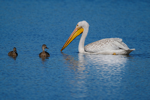 American White Pelican swimming in a wetland pond. Two ducks are swimming nearby.