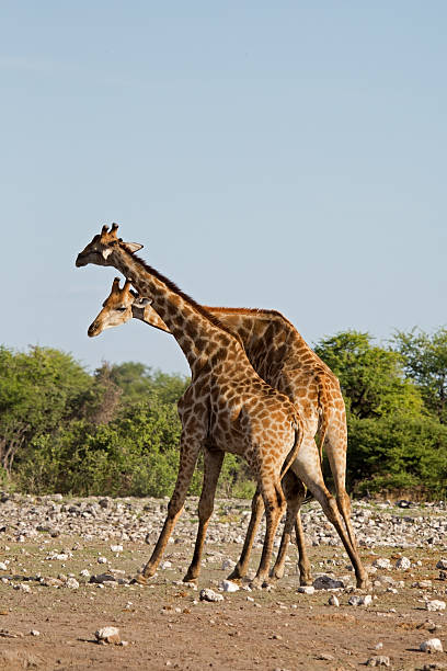 istock Two male Giraffes fighting 161771704