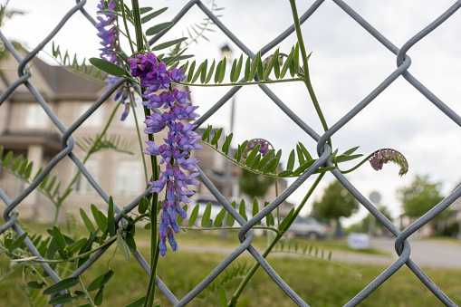 Purple cone-shaped flowers in a garden with blurred building and fence in the background - shallow depth of field - flowers are purple coneflowers or echinacea. Taken in Toronto, Canada.