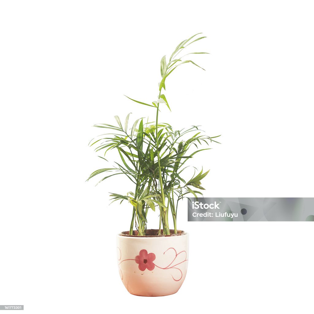 Vaso - Royalty-free Botânica - Ciência de plantas Foto de stock