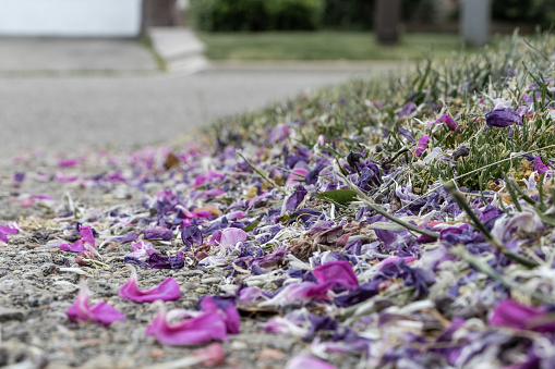 Close-up of purple and pink flower petals on ground - blurred sidewalk and grass in background. Taken in Toronto, Canada.
