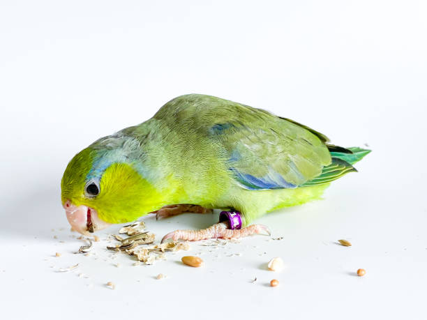 istock Forpus parrot bird on the white background 1617736821