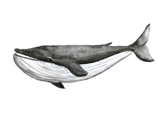 istock watercolor painting whale isolated white background. 1617748463