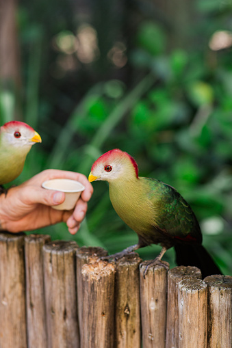 A Pair of Vibrant & Colorful Autumn-Toned, Red-Crested Turaco Birds in a Tropical Outdoor Location in South Florida in August of 2023.

The red-crested turaco is a turaco, a group of African otidimorph birds. It is a frugivorous bird endemic to western Angola. Its call sounds similar to a jungle monkey.
