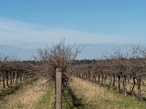 empty harvest grape vines winter penticton british columbia canada scenic