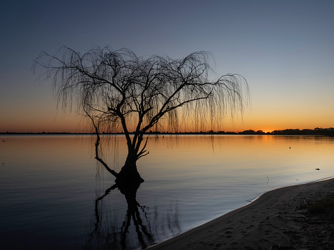 A tree stands on it own in Lake Boga at sunset in regional Victoria