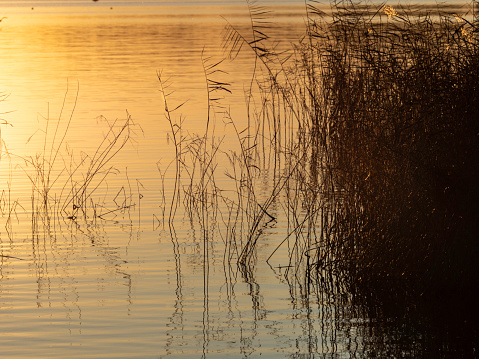 Grass and reed glow in the sunset light on the edge of Lake Boga near Swan Hill