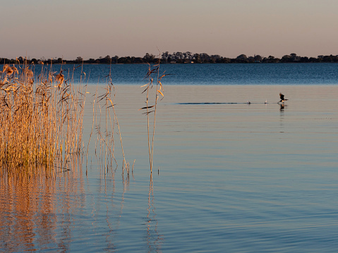 Grass and reed glow in the sunset light on the edge of Lake Boga near Swan Hill
