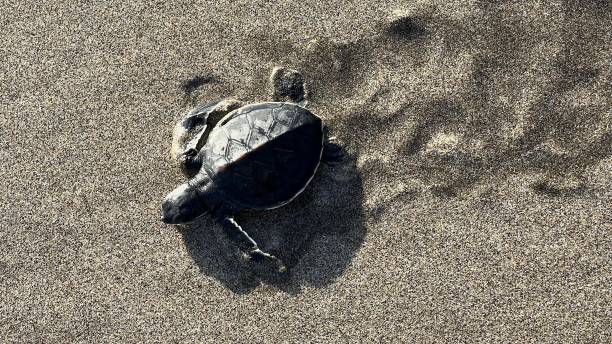 istock Little baby turtles for the first time on the beach 1617763880