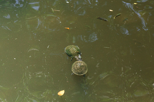 Two Turtles in a Pond in South Florida in the Summer of 2023