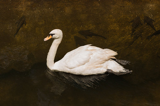 An Elegant & Peaceful Mute Swan Swimming in a Lake in South Florida in August of 2023