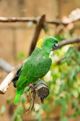 Vibrant Green, Yellow-Naped Amazon Parrot Bird in a Tropical Outdoor Location in South Florida in August of 2023