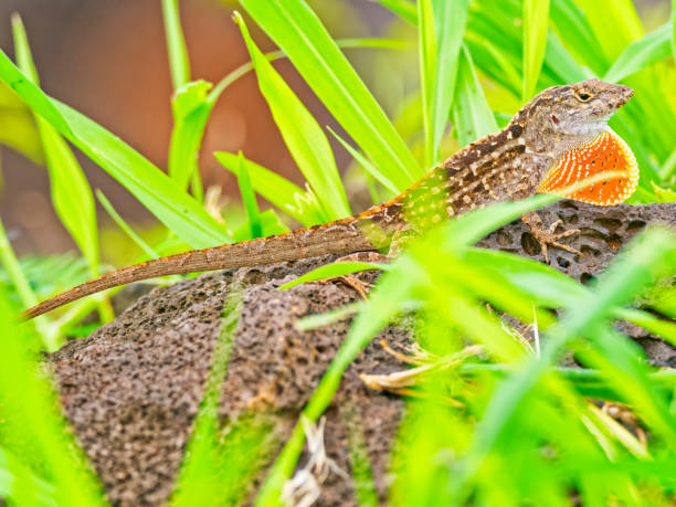 istock Island of Maui in Hawaii 1617771981