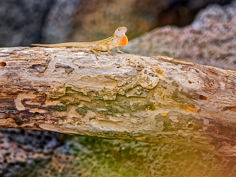 Gecko in a rain forest on Maui